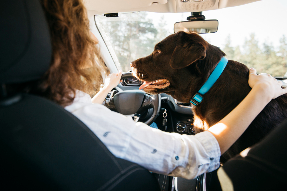 Professional Pet Hair Removal Solutions for Vehicles
