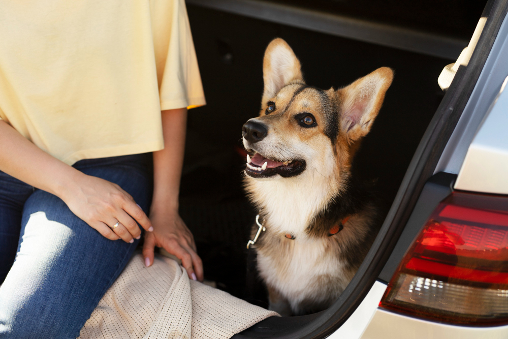 Professional Vehicle Pet Hair Removal Services for