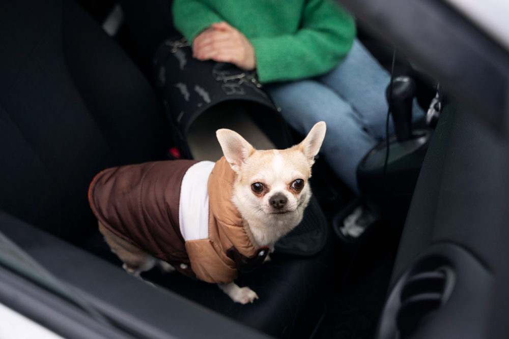 What Do Our Pet Hair Removal Services Include?