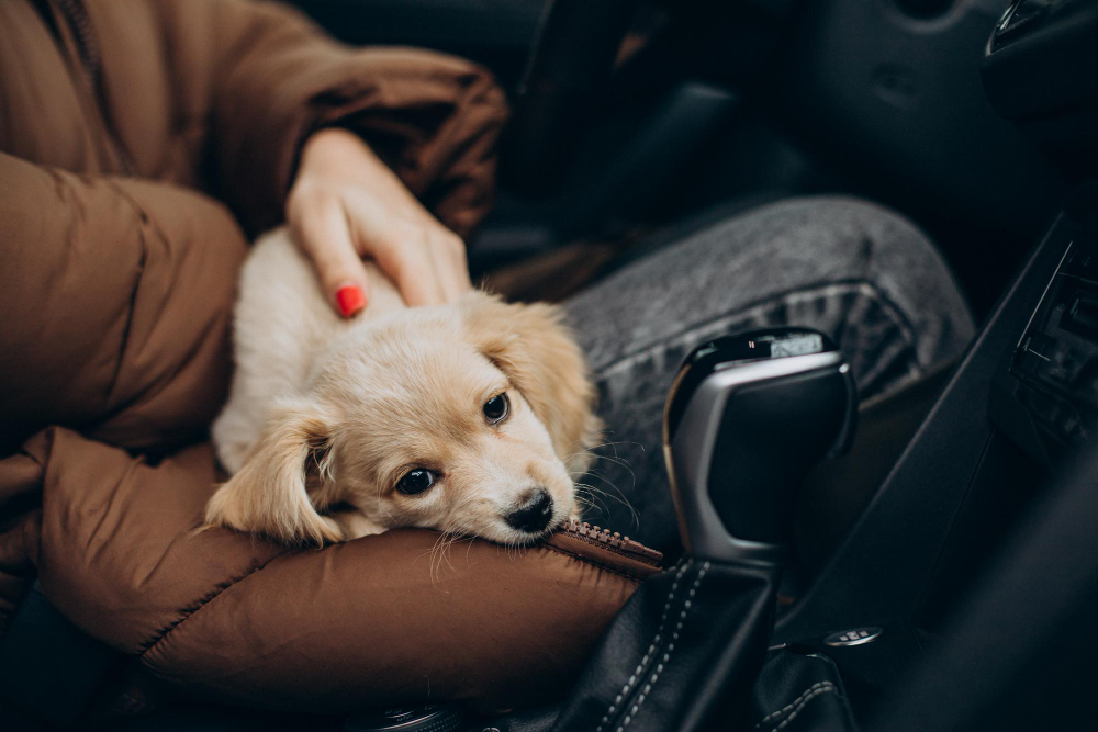 What Do Our Pet Hair Removal Services Include?