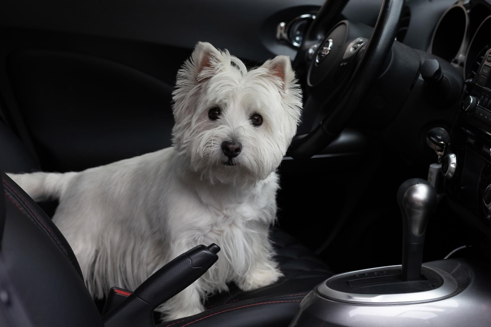 Professional Vehicle Pet Hair Removal Services for