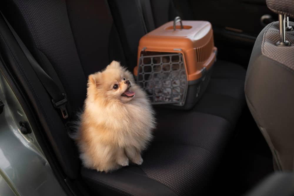 Pet Hair Removal